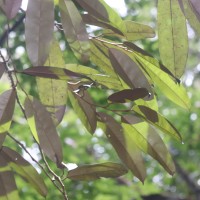 Cullenia rosayroana Kosterm.